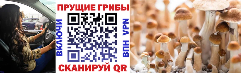 цена наркотик  Павловск  Галлюциногенные грибы мицелий 